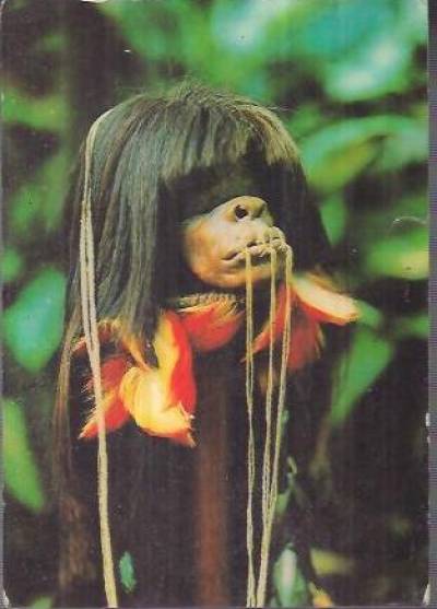 Estado do Amazonas, Brasil (zmumifikowana główka Indian Munduruku)