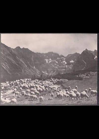 fot. w. werner - Tatry Wysokie. Owce na Hali Gąsienicowej [1964]