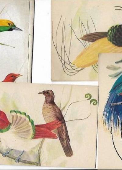 graf. A. Balcerzak - Rajskie ptaki Nowej Gwinei - komplet 9 pocztówek w obwolucie, 1966