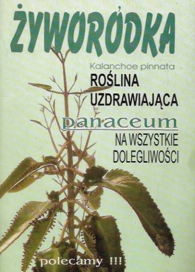 opr. I. Nowakowska - Żyworódka (kalanchoe pinnata) - roślina uzdrawiająca. Panaceum na wszystkie golegliwości