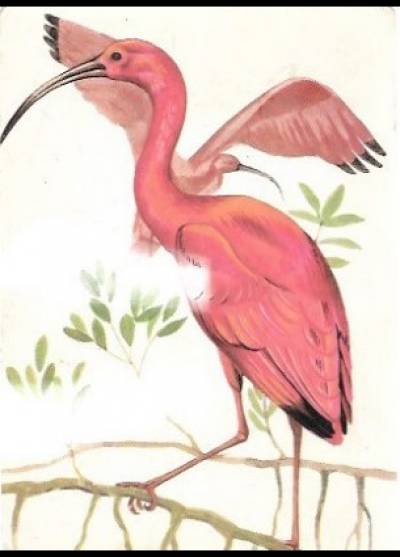 A. Balcerzak - Ibis czerwony