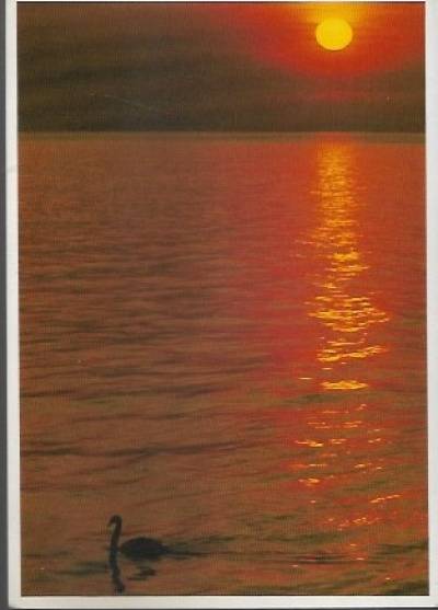 fot. R. Gauer - Zachód słońca z łabędziem (19)