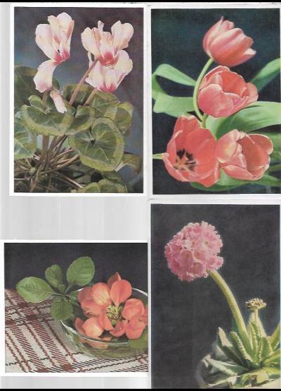 Kwiaty ogrodowe - 4 pocztówki