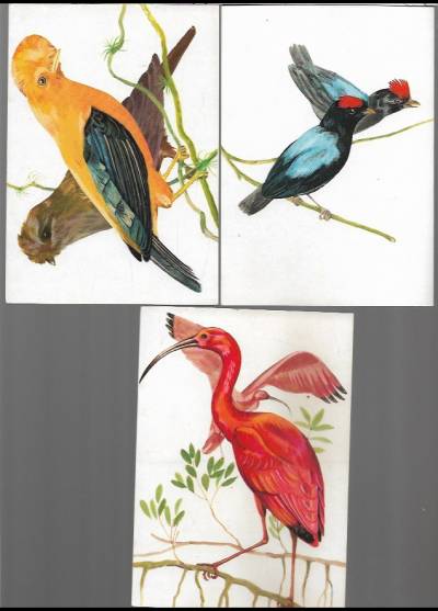 Alojzy Balcerzak - Ptaki Ameryki - 3 pocztówki