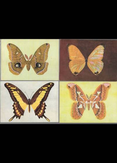 Jerzy Heintze - Motyle egzotyczne - 4 pocztówki, 1966