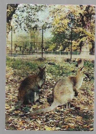fot. H. Pawlak - Warszawa - miejski ogród zoologiczny. Kangury Bennetta (1969)