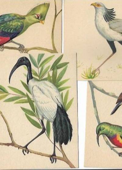 graf. A. Balcerzak - Ptaki Afryki - komplet 9 pocztówek w obwolucie, 1965