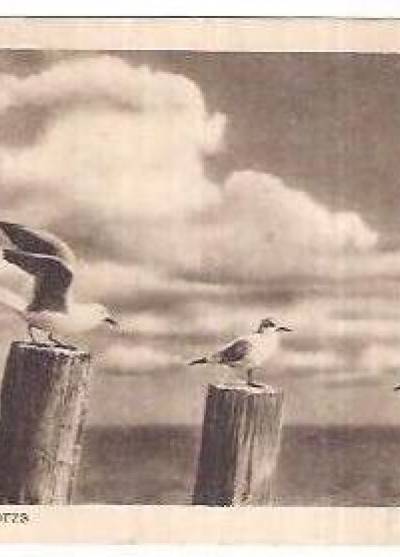 Nad brzegiem morza  [1948]