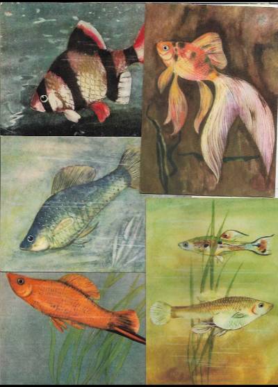 Anna Stylo - ryby akwariowe - 6 pocztówek (1965)