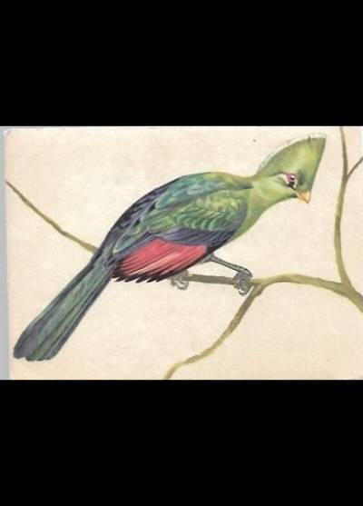 rys. A. Balcerzak - Ptaki Afryki - Turak zielony