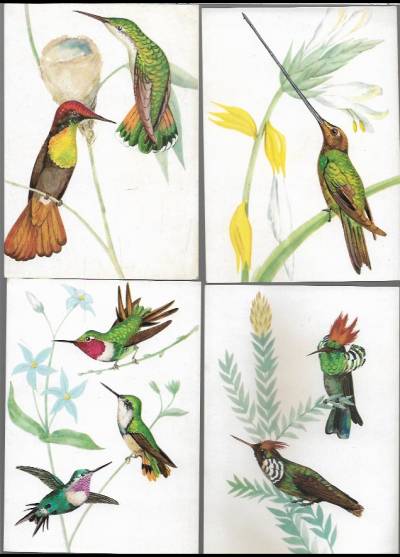Alojzy Balcerzak - Kolibry - 4 pocztówki