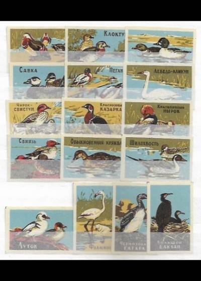ptaki wodne - 16 rosyjskich etykiet